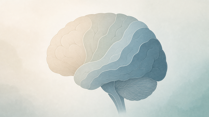 Simplified brain illustration representing reported anxiety symptoms across premenopause perimenopause and postmenopause