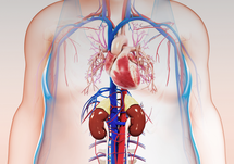 Cardiorenal Collaboration: Escape the Treatment Trap
