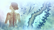 Mechanisms Behind Increased Osteoarthritis Risk in Postmenopausal Women
