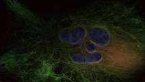 ReachMD Healthcare Image