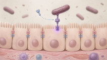 Colon epithelial barrier showing Bacteroides fragilis toxin binding claudin4