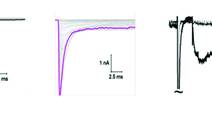 Figure 1 from PN1125CF1Sankar