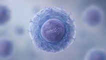 Illustrated resting naive B cell with an interferon response cue in systemic lupus erythematosus