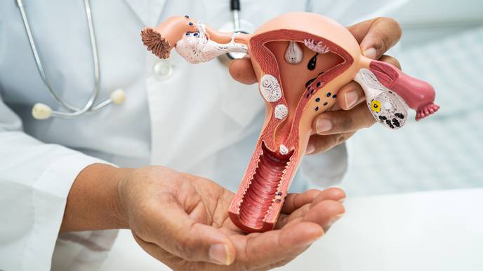 female reproductive system