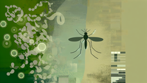Innovative Use of Transgenic Fungi in Malaria Control