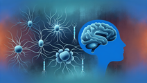 exercise induced mitochondrial transfer neurorepair