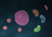 A Novel Therapeutic Approach in Myeloid Malignancies: 3D Animation