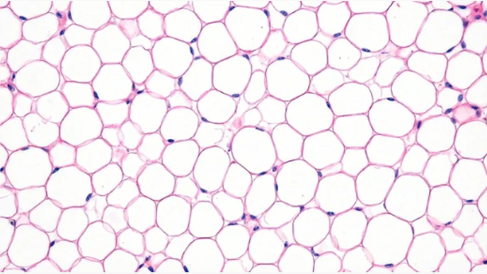 Adipocytes