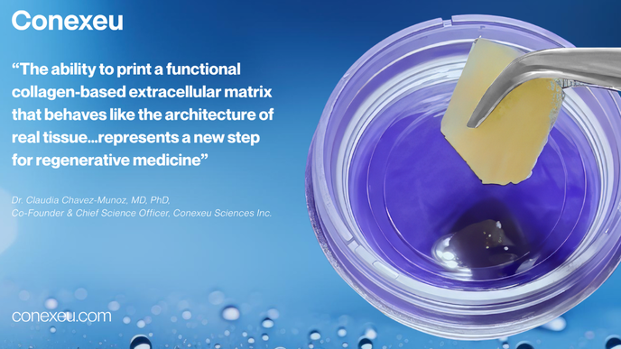 conexeu modern aesthetics