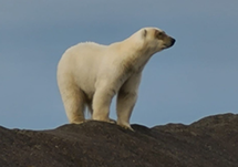 Locums in Utqiagvik
