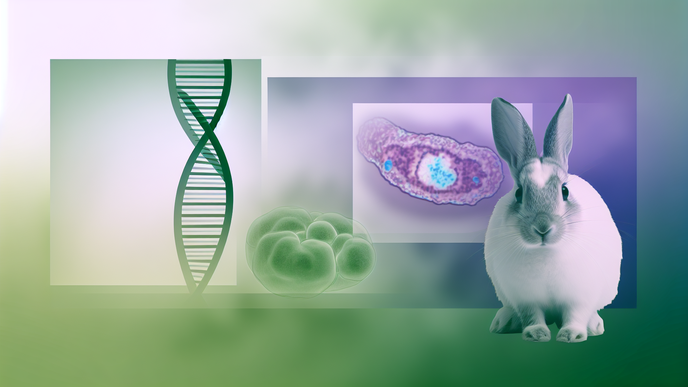 Insights from a New Rabbit Model in Cystic Fibrosis Research