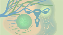 Muscle and Pituitary Communication Implications for Female Fertility