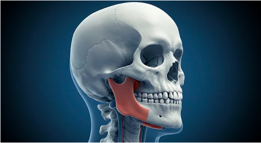 Masseter