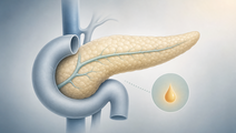 Simplified pancreas with a subtle low glucose cue representing documented inpatient hypoglycemia in adults with diabetes