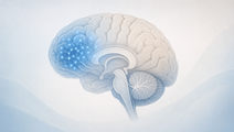 Simplified brain illustration representing ADHD related mental health risk around medication initiation