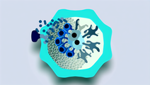 Exploring Naïve B Cell Responses to Prepandemic Influenza