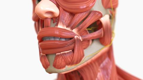 facial anatomy istock