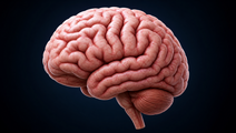LifeAfter90 Finds Dementia Risk Patterns After Age 90