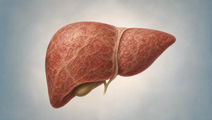 Illustrated liver with subtle fibrotic tissue changes representing enhanced liver fibrosis scores studied alongside cognitive