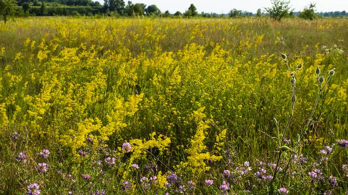 Galium Verum
