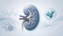 Simplified kidney with blood pressure waveform and albumin cue in diabetic kidney disease