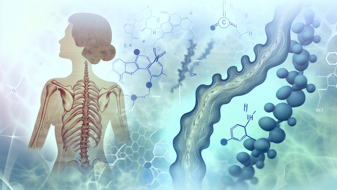 Mechanisms Behind Increased Osteoarthritis Risk in Postmenopausal Women