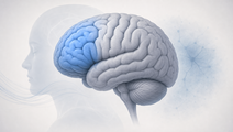 adjunctive d cycloserine in fibromyalgia itbs trial