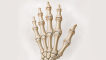 Hand Osteoarthritis Burden Rises in Older Adults Through 2050