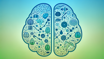 obesity brain reward circuitry