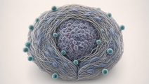 CXCR4 and PD1 Blockade in PDAC Models