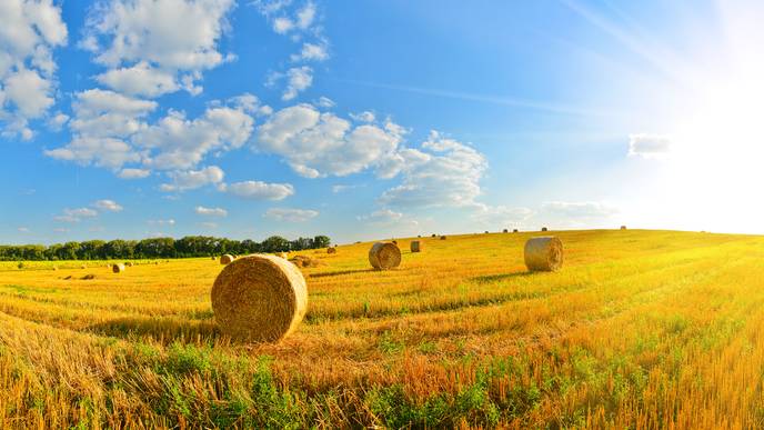 farm
