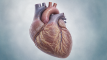 Illustrated heart showing subtle transthyretin amyloid deposition associated with ATTRCM