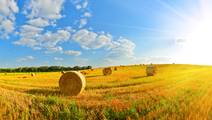 farm