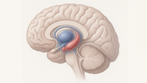 tempo 3 trial tavapadon adjunctive therapy in fluctuating parkinson disease