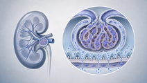 sefaxersen phase 2 trial signals proteinuria reduction in iga nephropathy