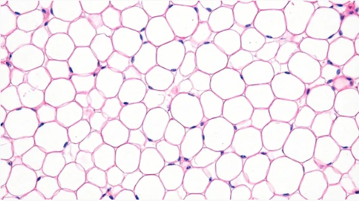 Adipocytes
