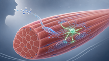 Ribitol First in Human Study Shows Predictable PK and QT Safety