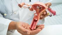 female reproductive system
