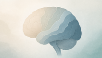 Simplified brain illustration representing reported anxiety symptoms across premenopause perimenopause and postmenopause