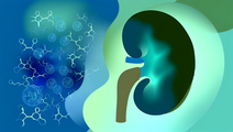 Imlifidase Shows Promise in Reducing Antibodies in Kidney Transplants
