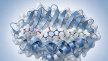 HLAB5701 binding groove with abacavir and peptide fragments