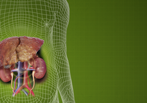Evaluation and Management of AKI in Cirrhosis: At the Interface of Gastroenterology and Nephrology
