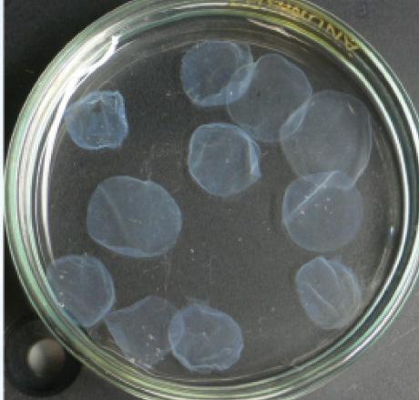 Figure 2. A demonstration of the femtosecond laser’s ability to make thin sheets from a cornea (early development: porcine laminar sheets).