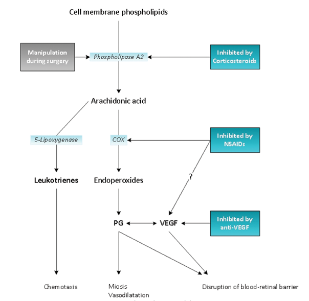 Figure 1. Pathogenesis of cystoid macular edema after cataract surgery. COX: cyclooxygenase; PG: prostaglandin; VEGF: vascular endothelial growth factor