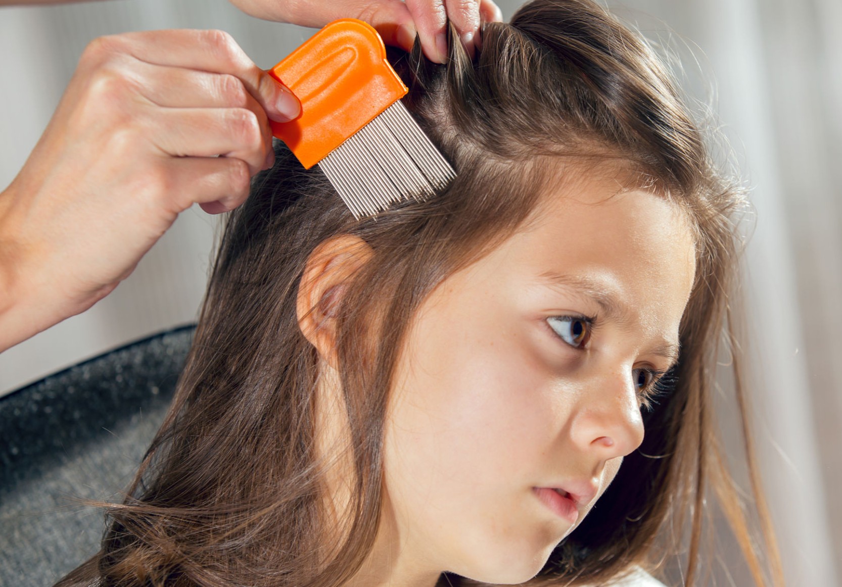 Will Kids with Head Lice in Illinois Schools Be Sent Home Early? Here's