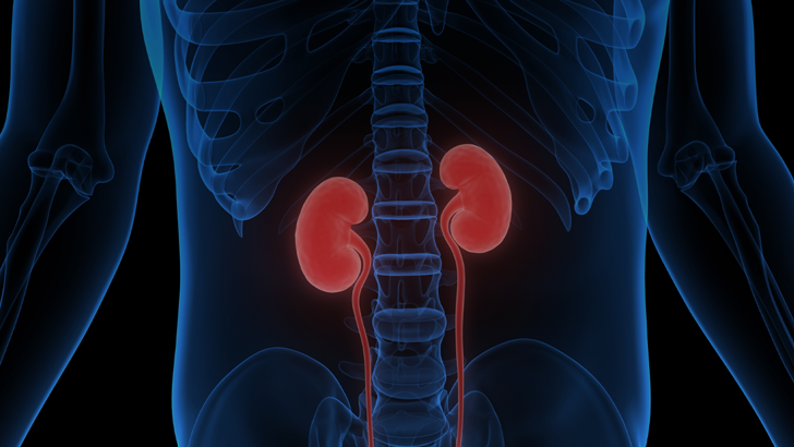 The Complement System In The Pathogenesis Of Iga Nephropathy